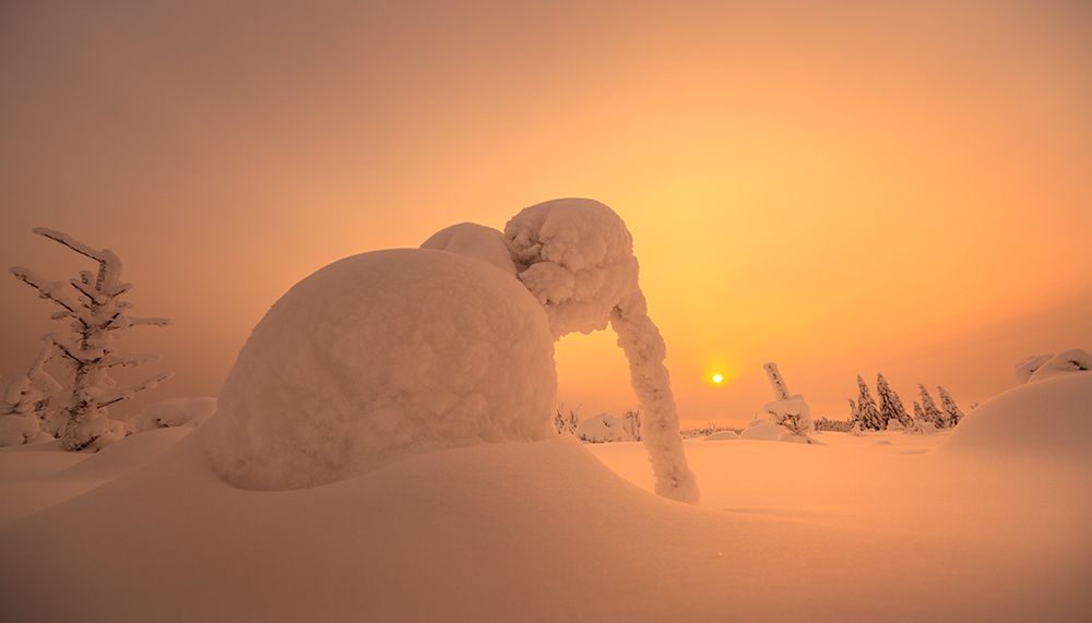 Кто сказал, что они вымерли?