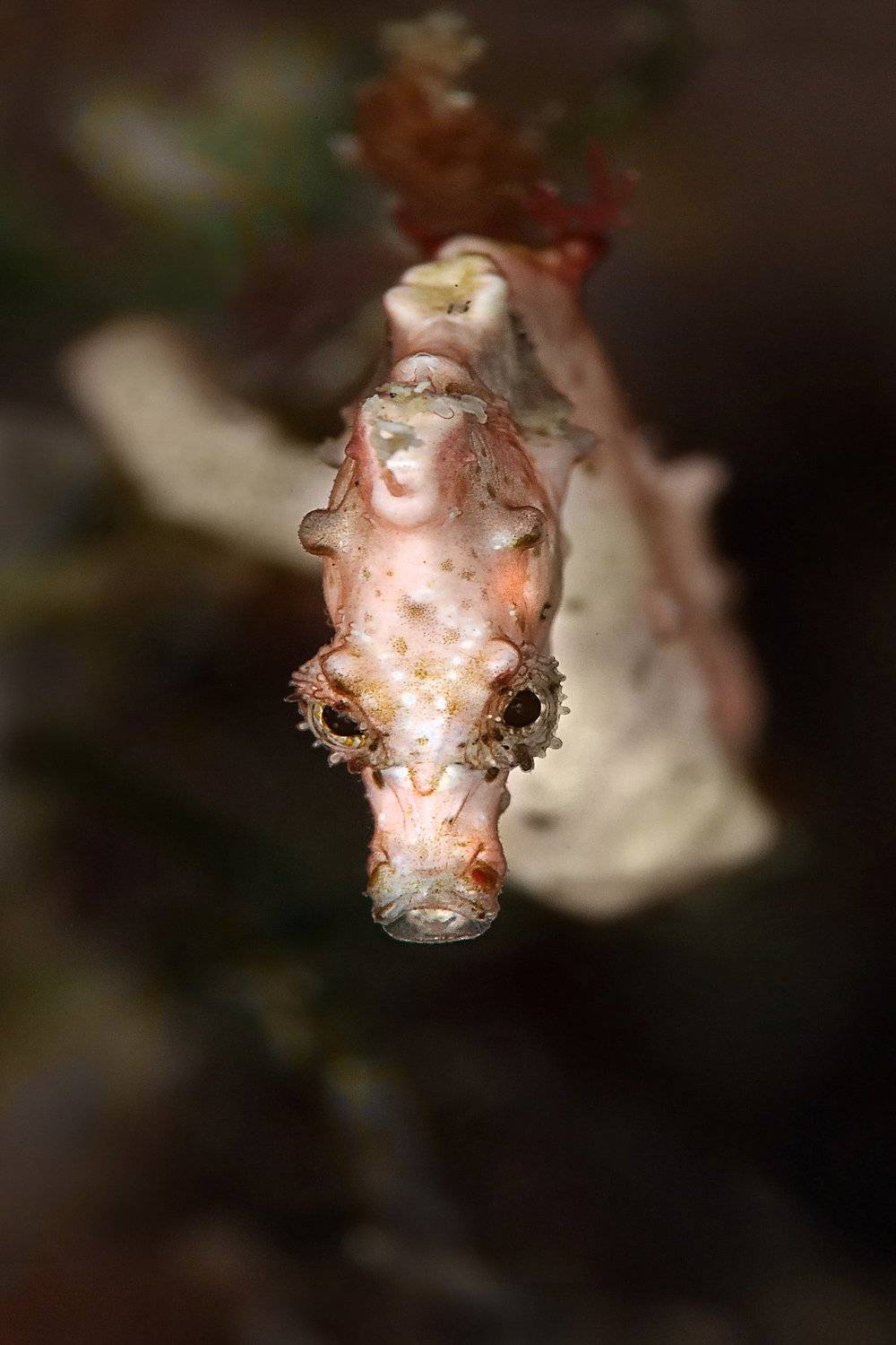 Pontoh's pygmy seahorse (Hippocampus pontohi) Pontoh's pygmy seahorse (Hippocampus pontohi)