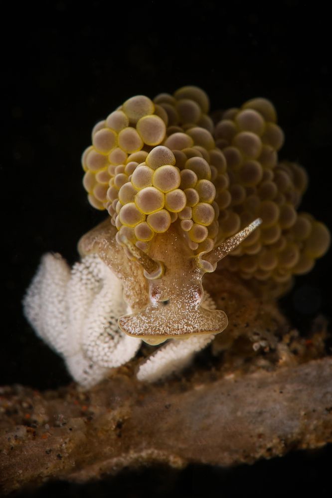 Nudibranch Doto Ussi with eggs