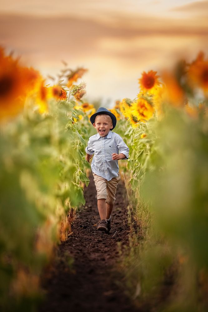 Подсолнухи