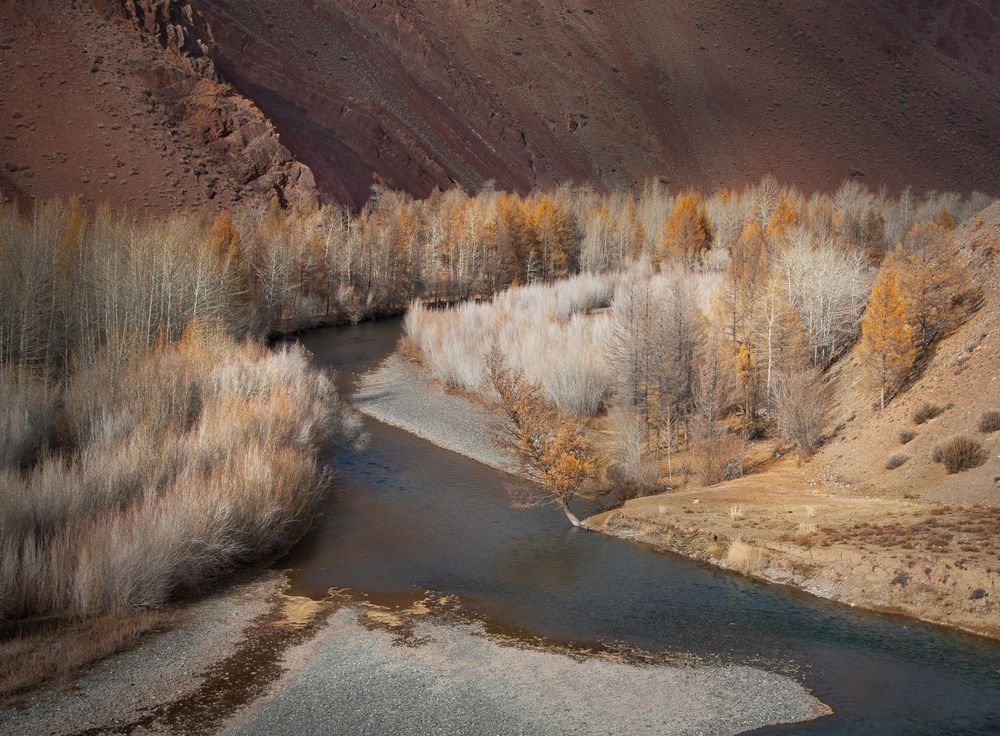 Падающая сосна