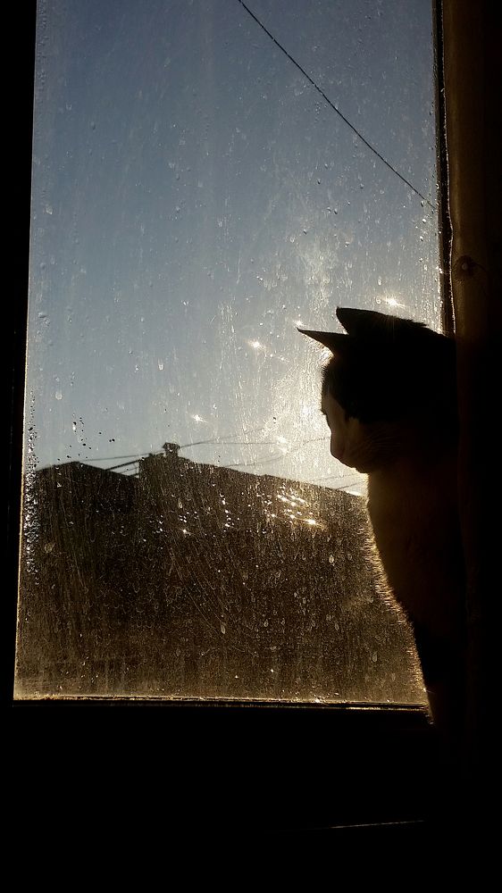 Лучезарный кот.