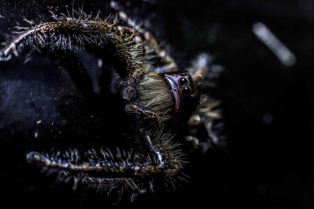 Jumping Spider