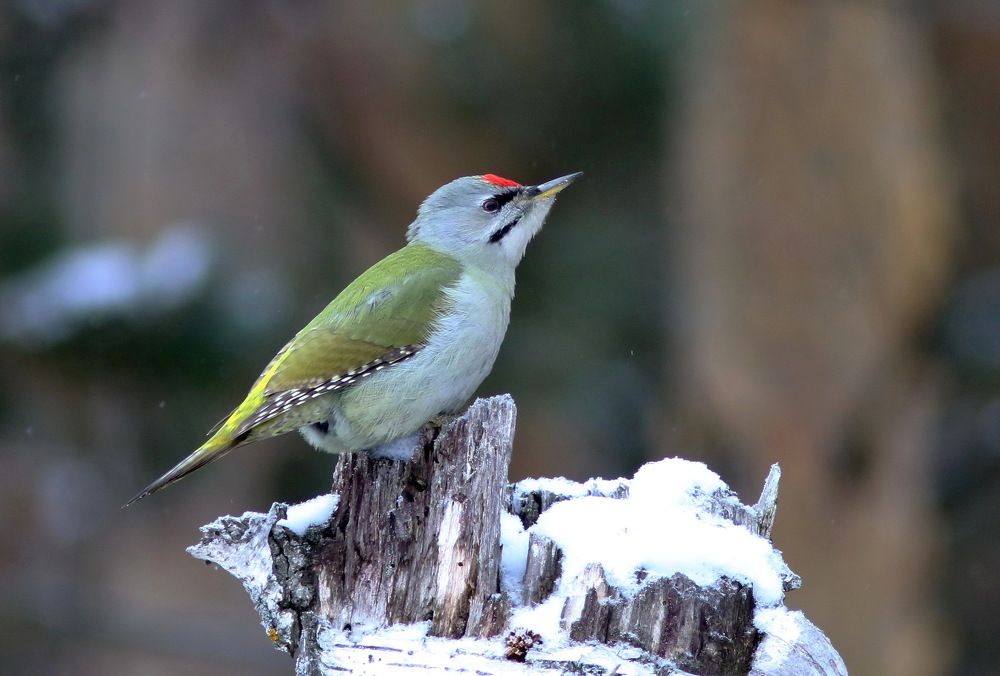 Седой красавчик