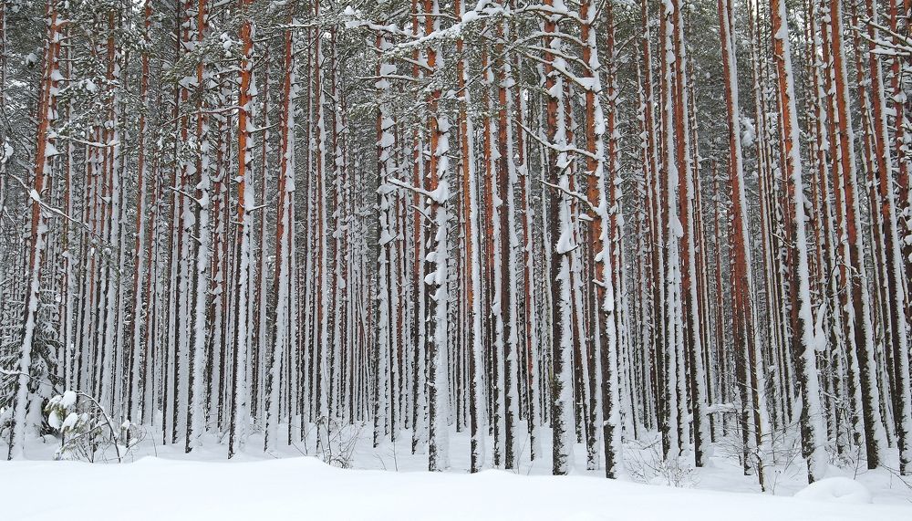 Photograph by Дмитрий Петухов