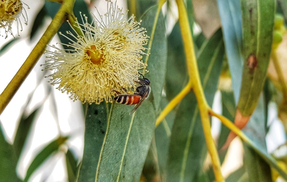 Busy Bee