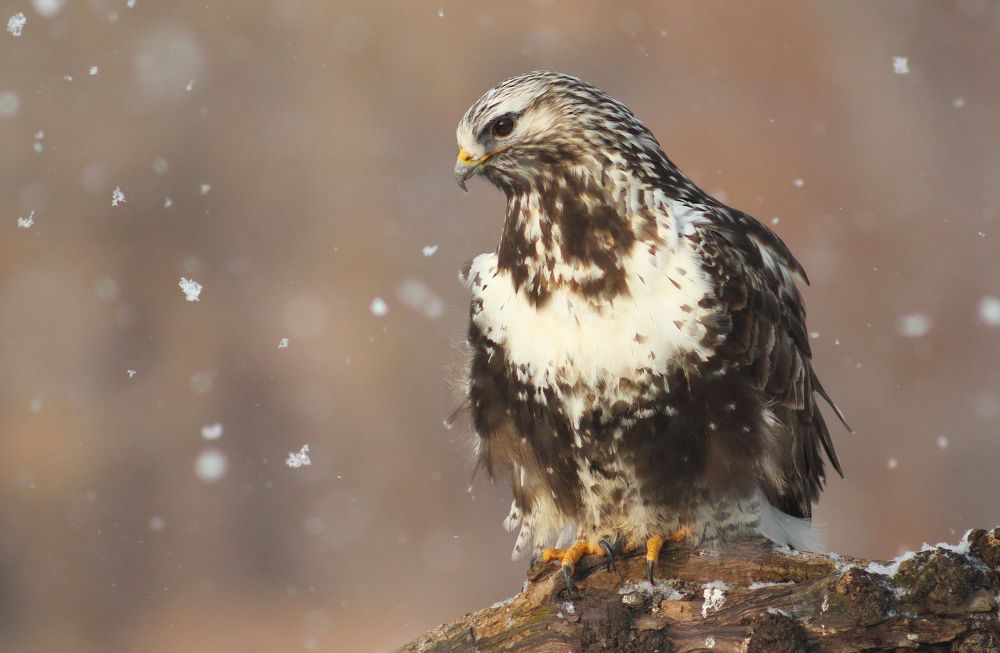 Зимняк (Buteo lagopus).