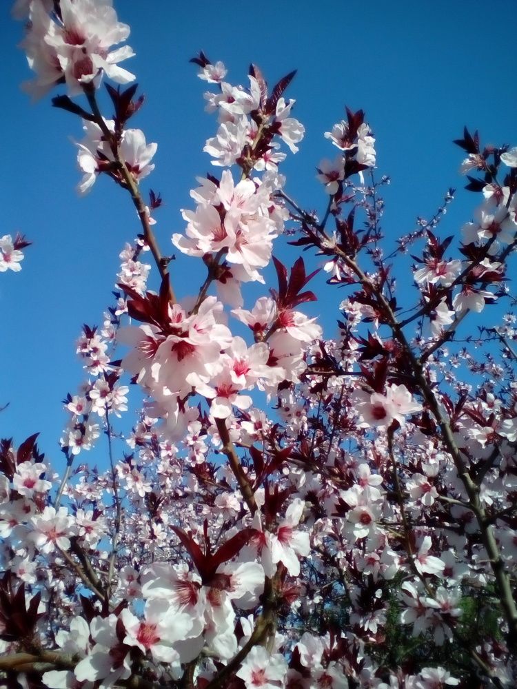 Primăvară în Suflet!