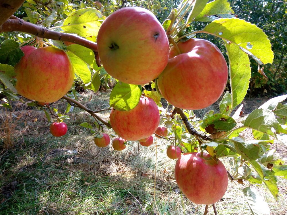 Armenian apples