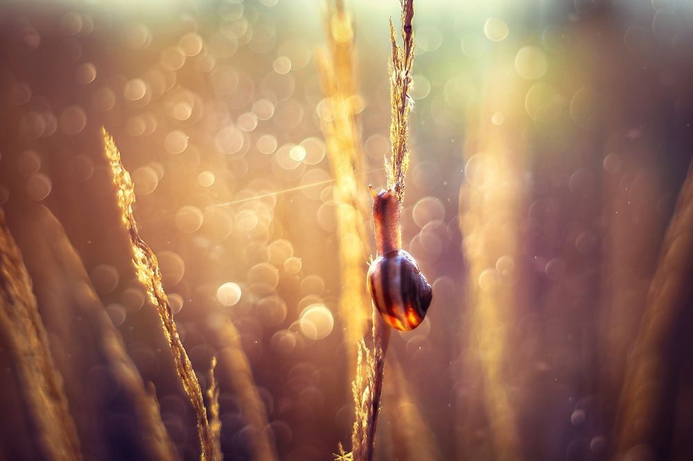 Безмятежная робость в переливах солнечных бликов