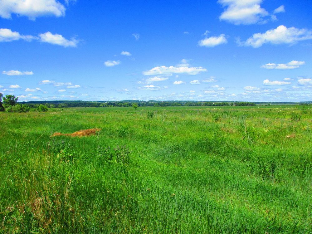 Поле