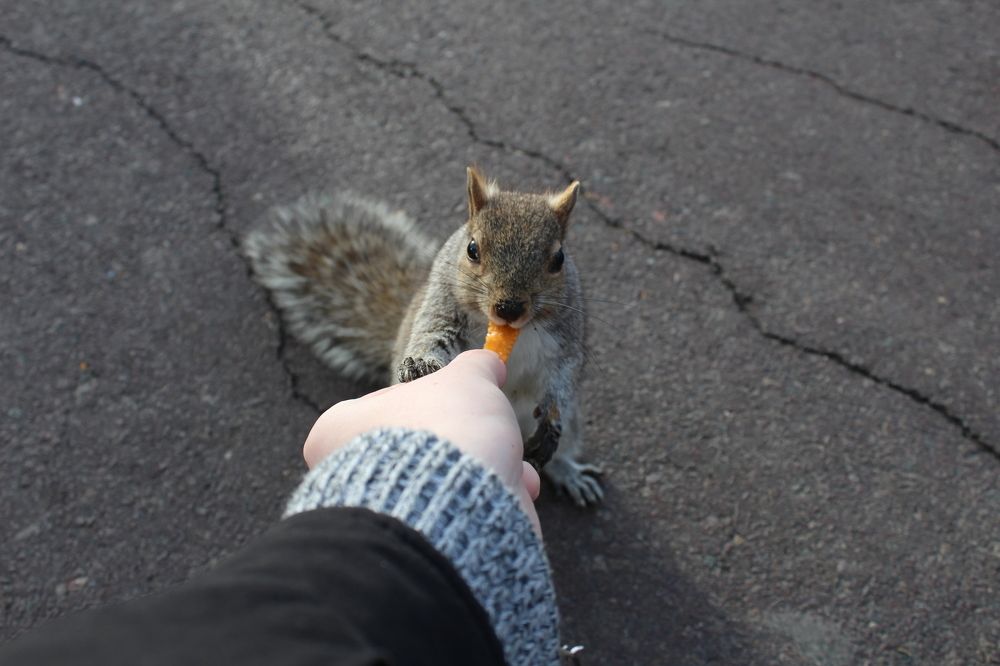 hungry hungry squirrels