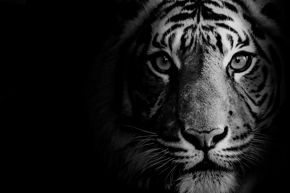 The Beauty of the Tiger