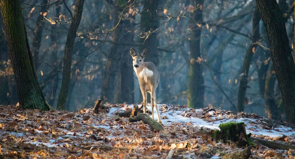 deer in the forest