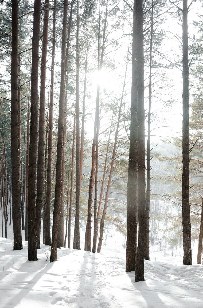 Зимнее солнце