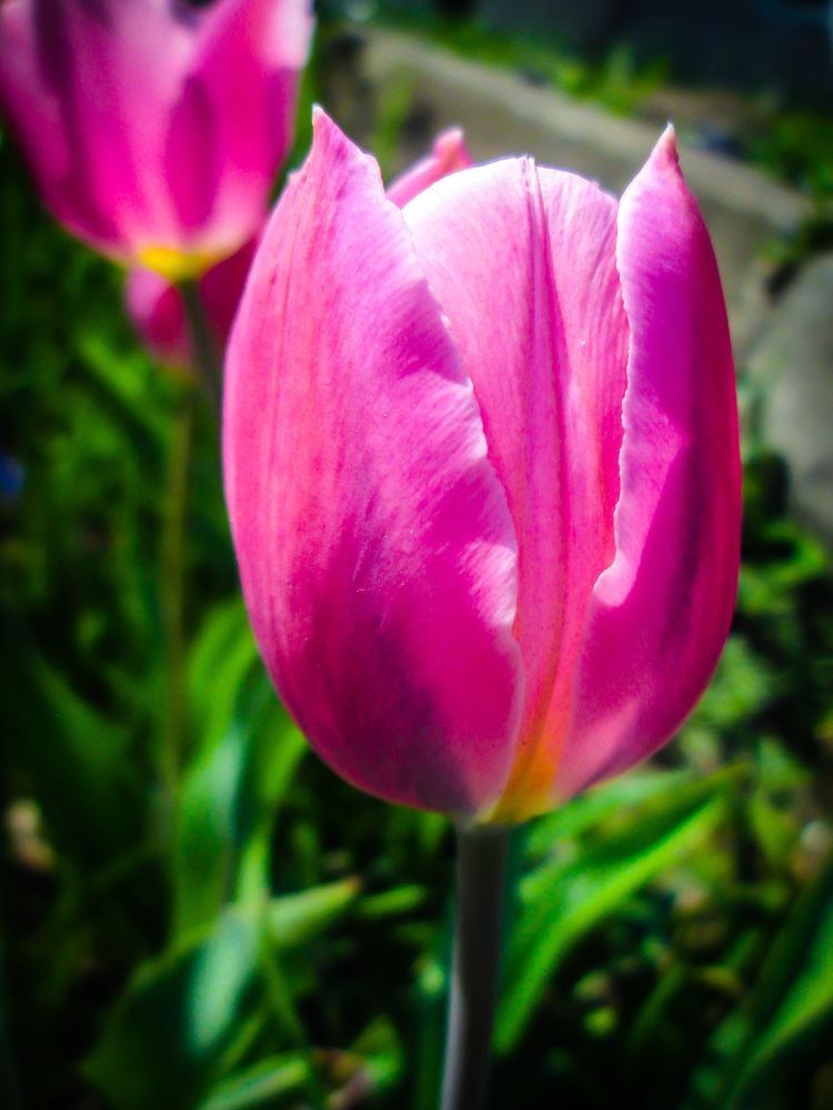 Tulip