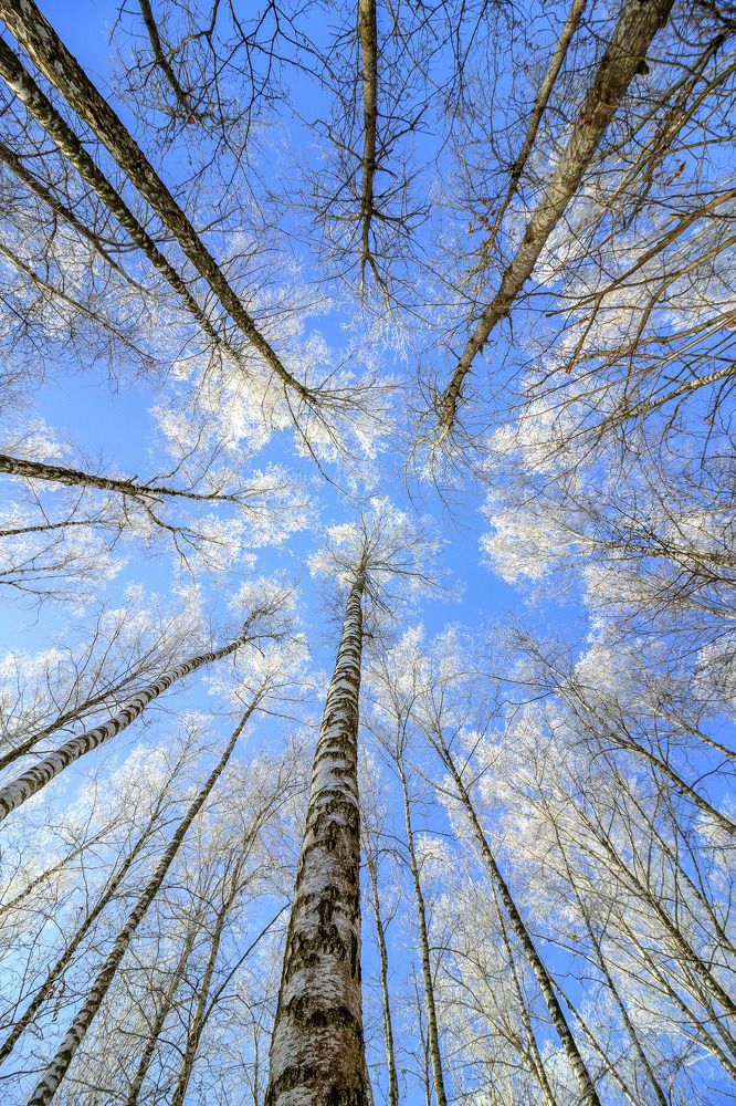 Морозная высь