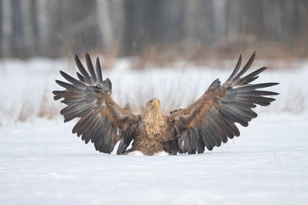 White -tailed eagle