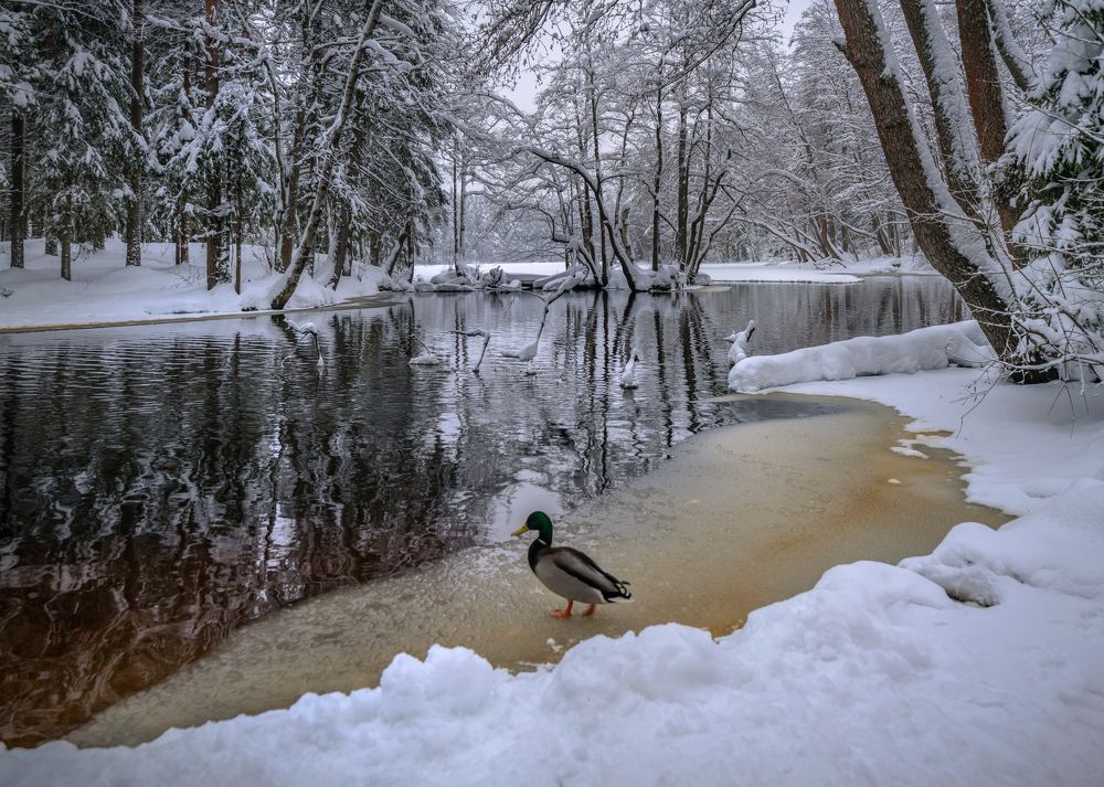 Не замерзшее устье Долгого озера