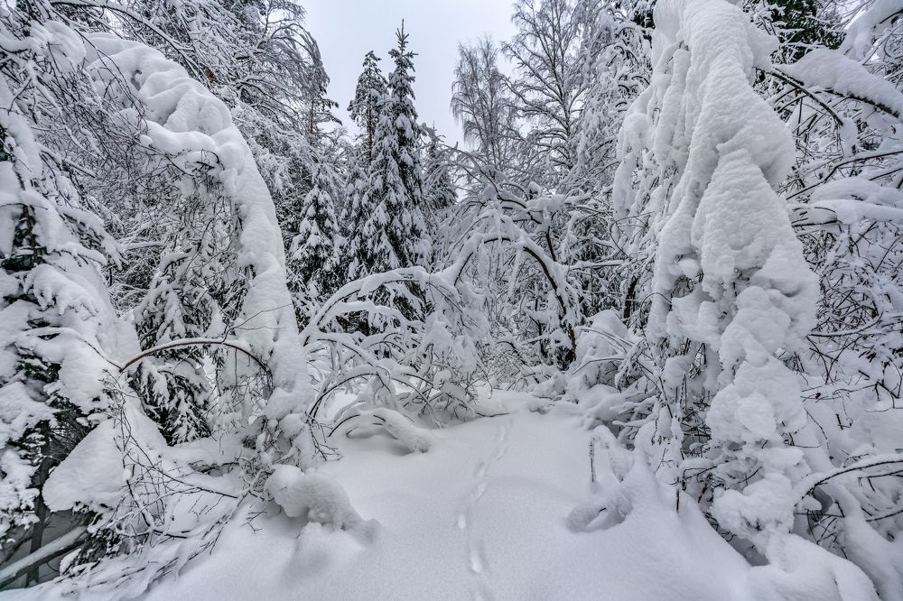 Следы невиданных зверей
