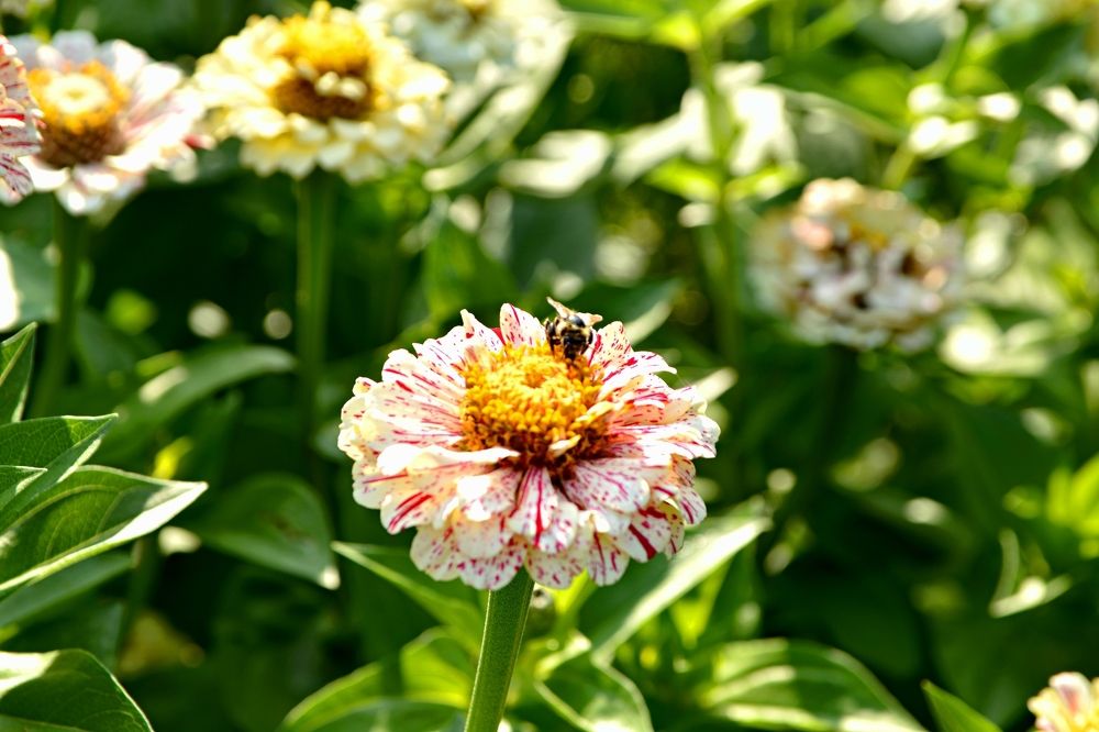 Как прекрасен этот мир, посмотри!