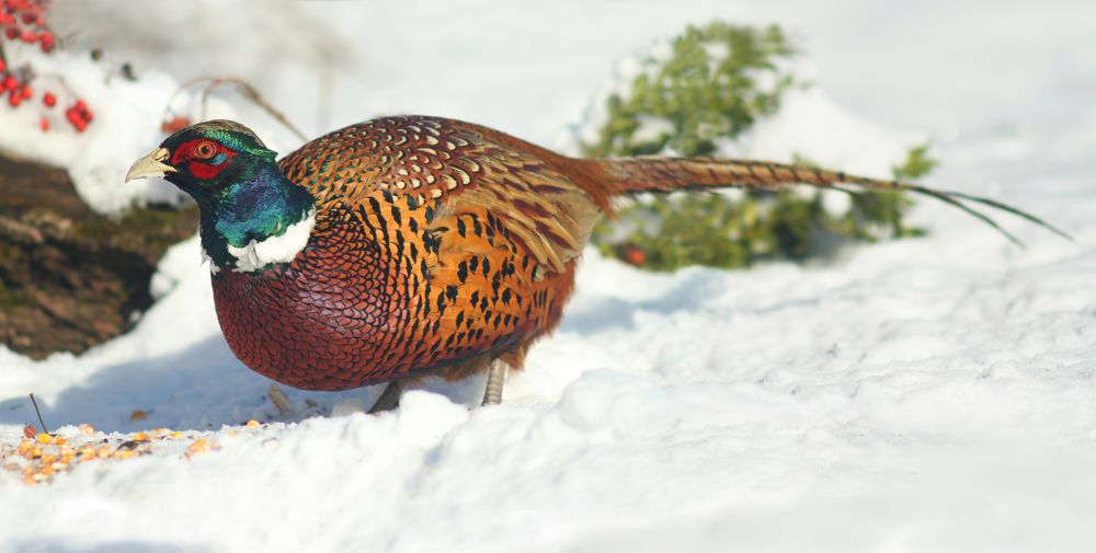 обыкновенный фазан