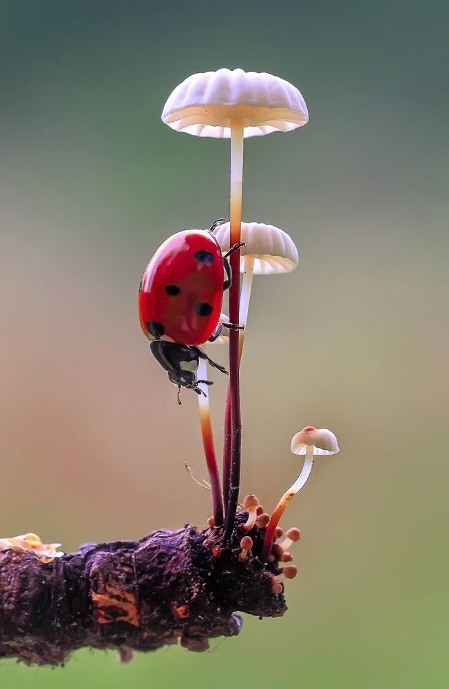 Lady in Red
