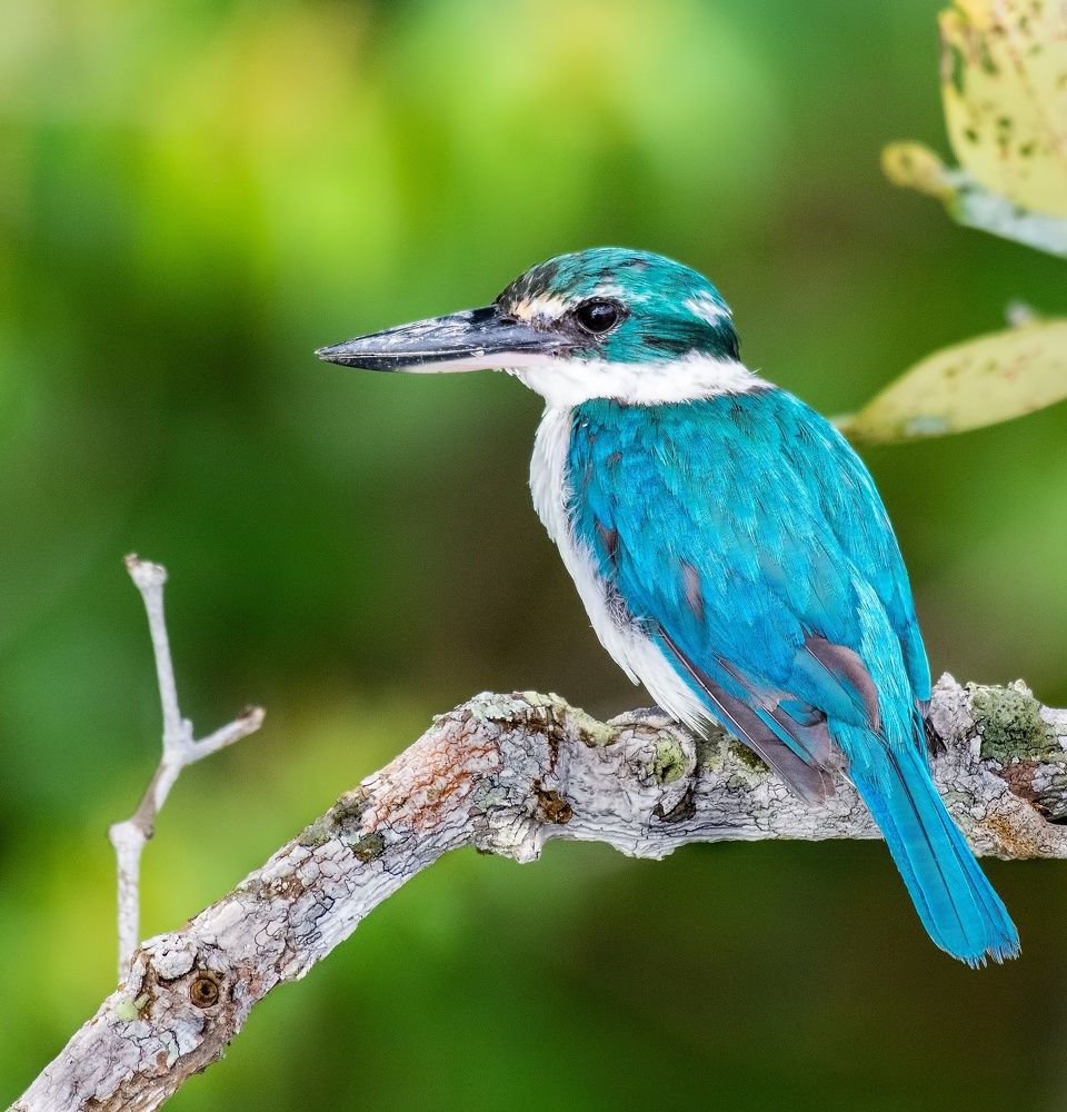 Collared Kingfisher