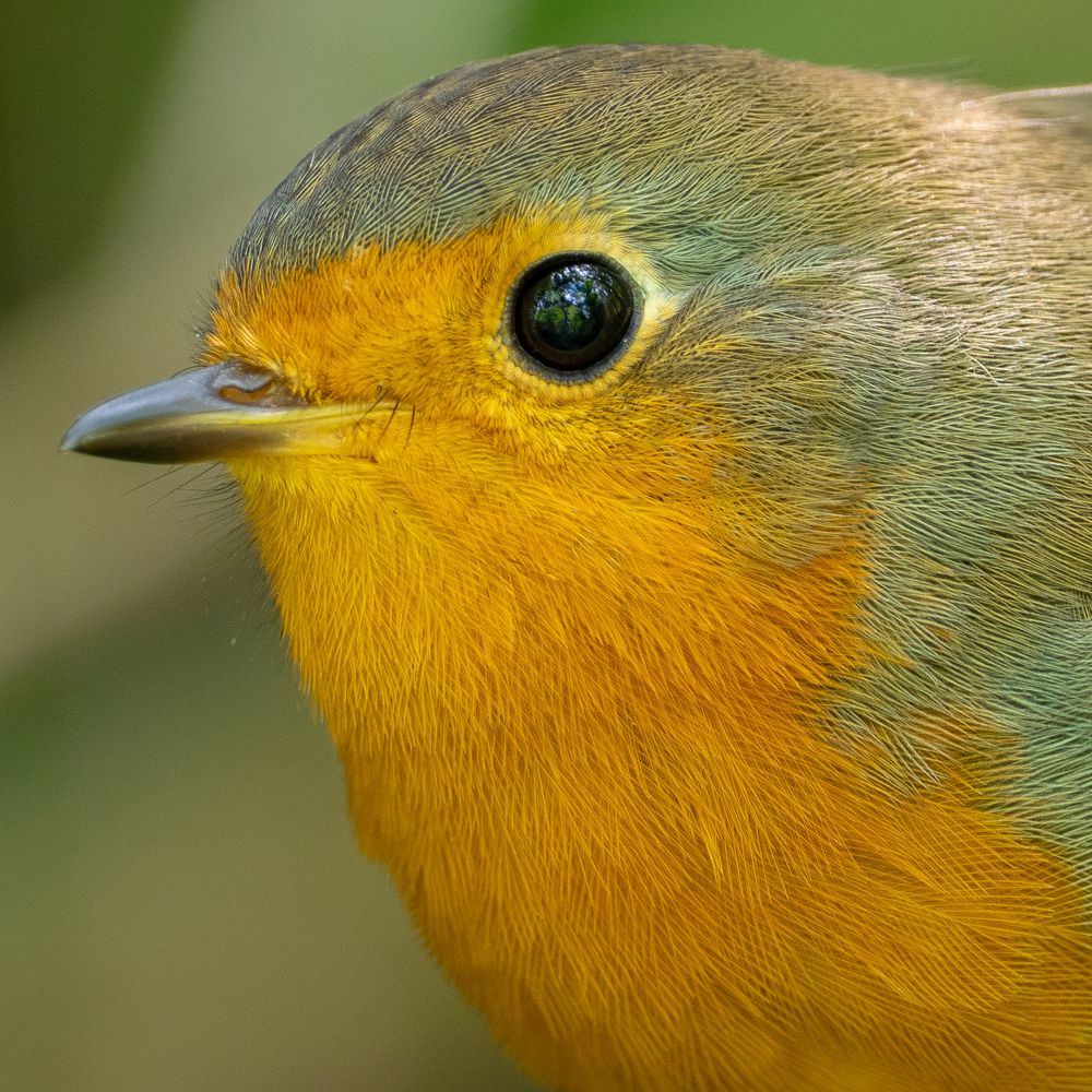 Зарянка (Erithacus rubecula)