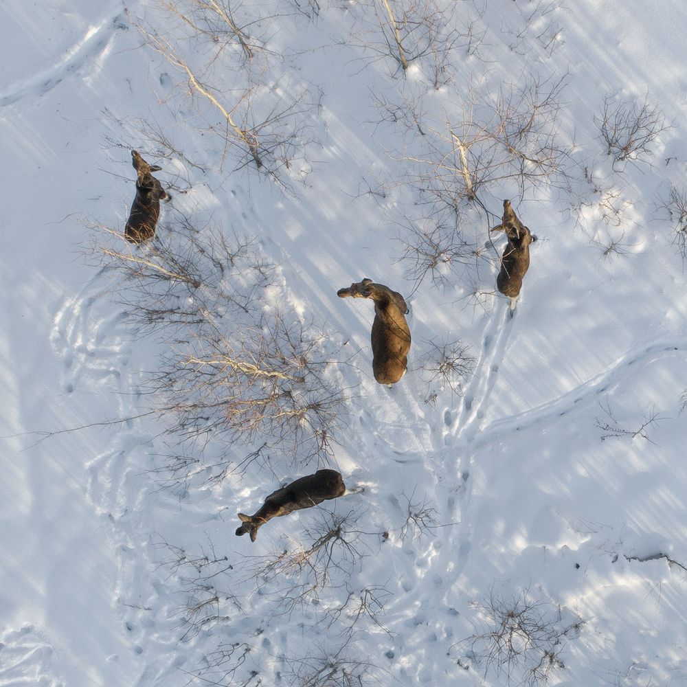 Сохатая семейка