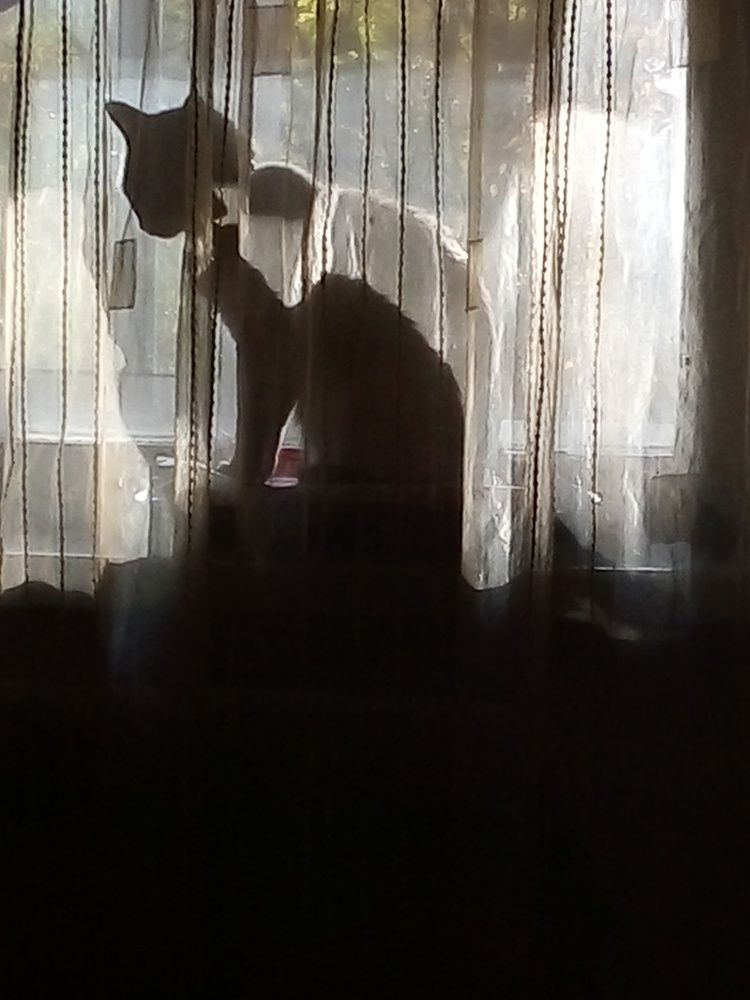 Вуаль