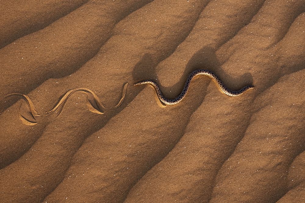 Скользя по песчаным волнам