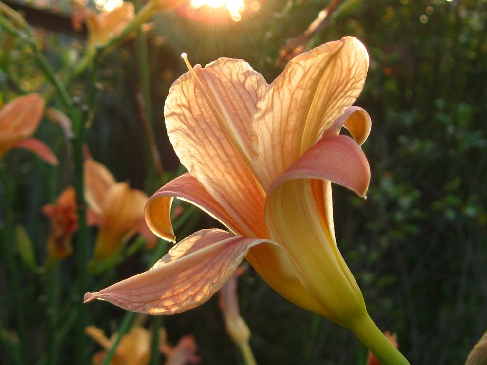 Photograph by Светлана Капитонова