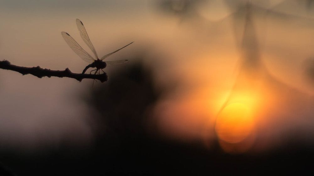Photograph by Юрий Москалев