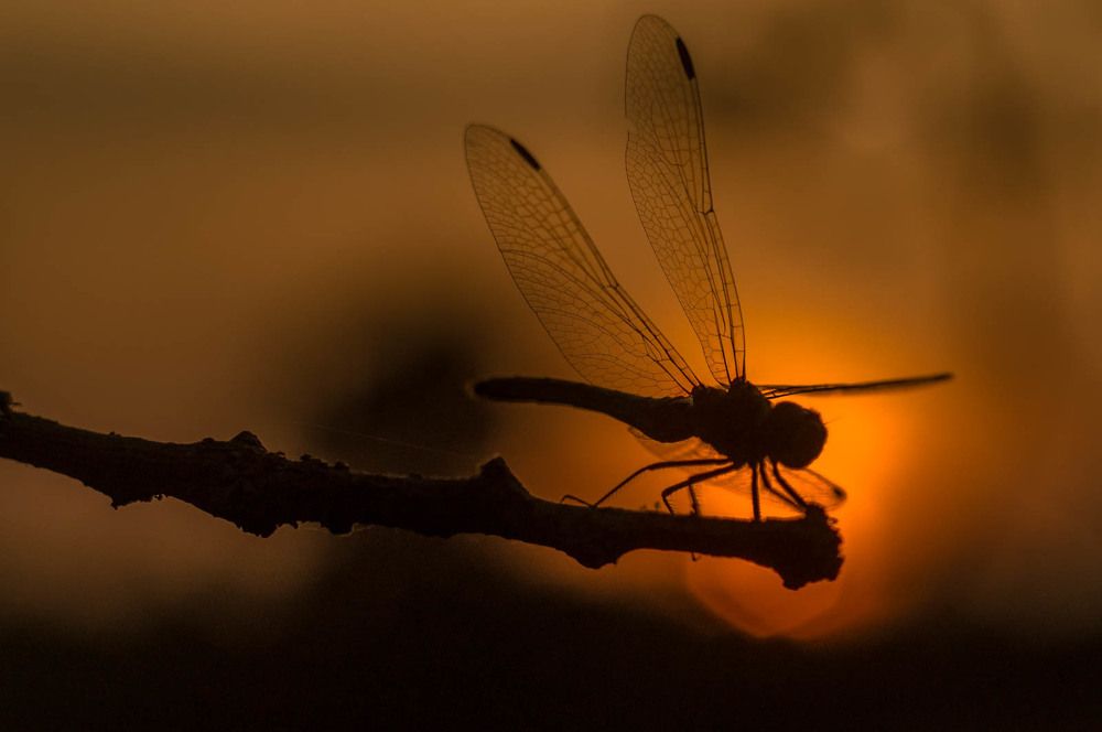 Photograph by Юрий Москалев