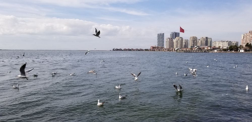 Denizin sokak çocukları 'Martılar'