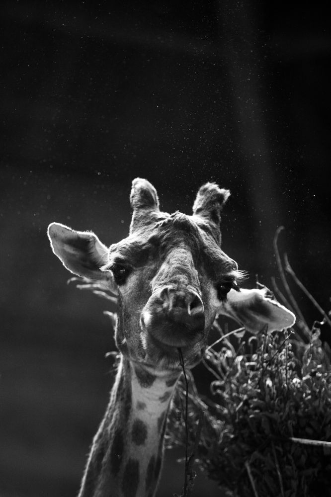 Photograph by Александра Липкина