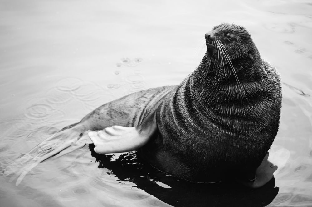 Photograph by Александра Липкина