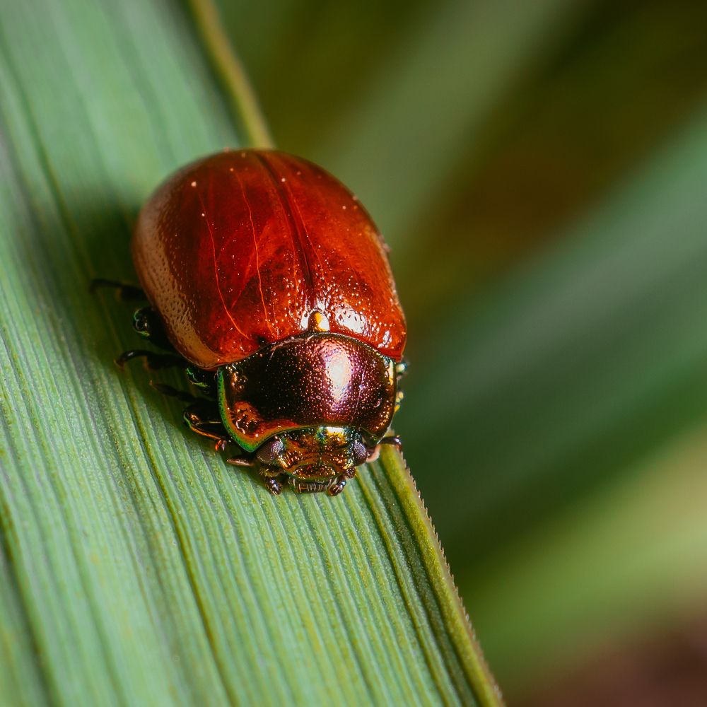 Photograph by Photons Reflectitur