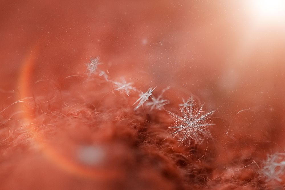 Фотография автора Яна Романова