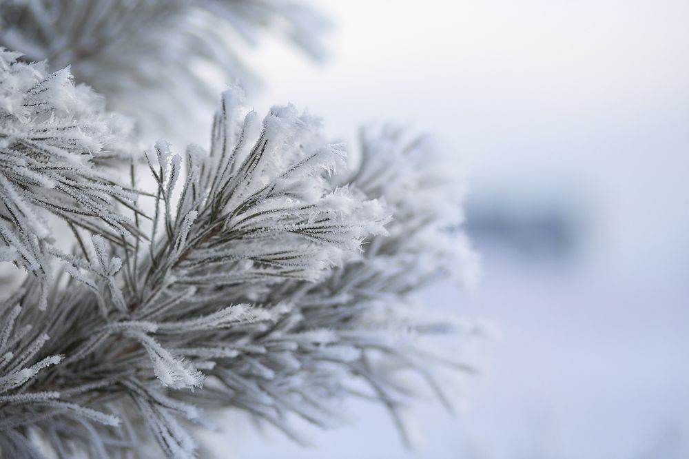 заснеженная сосна