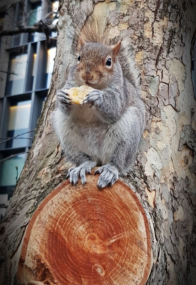 Hungry Squirrel