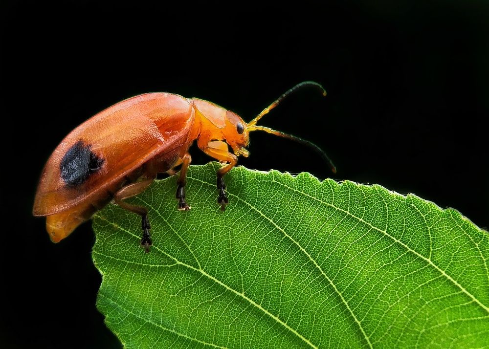golden leaf beetle on edge of the leaf
