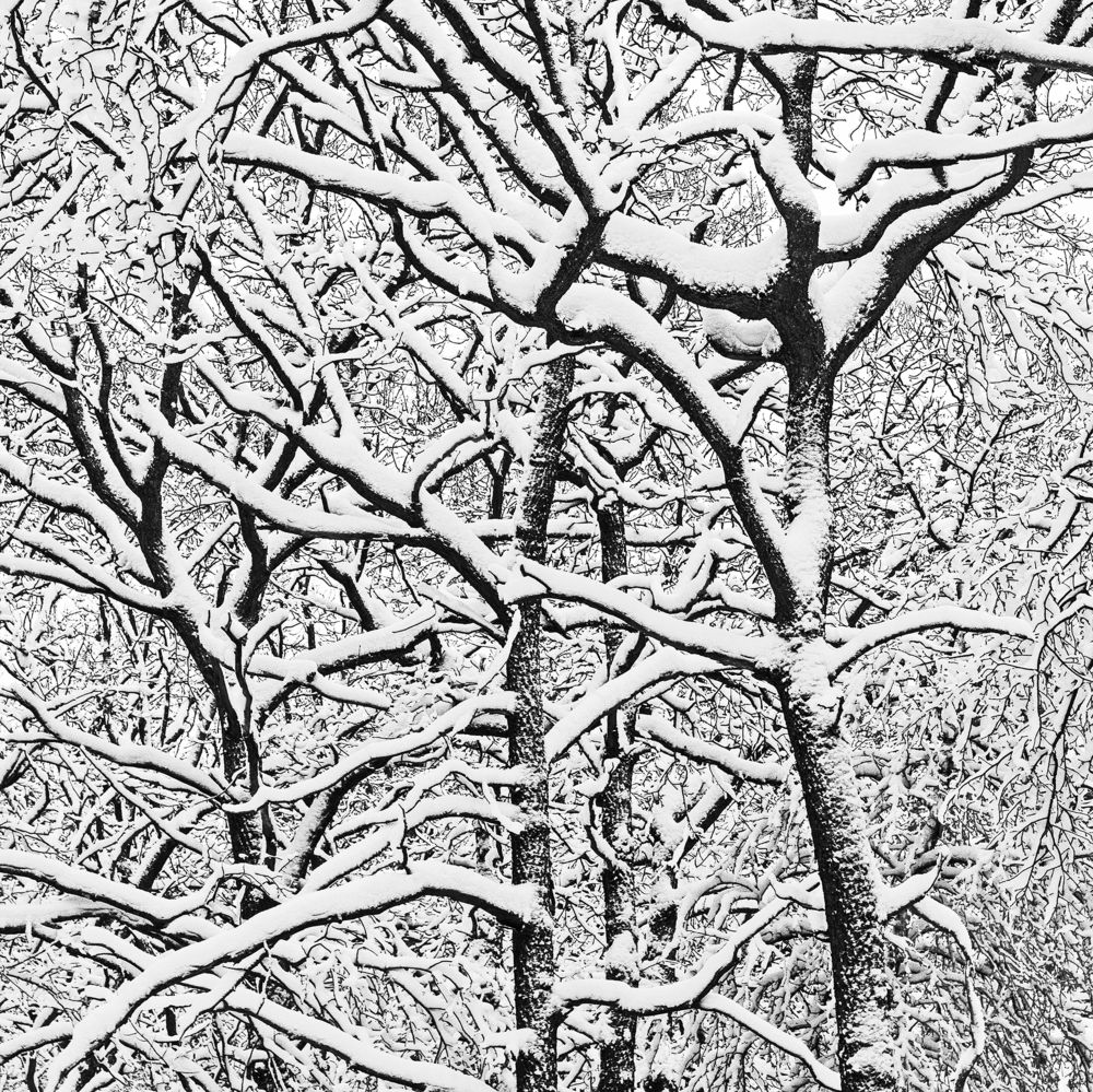 В дубовом лесу