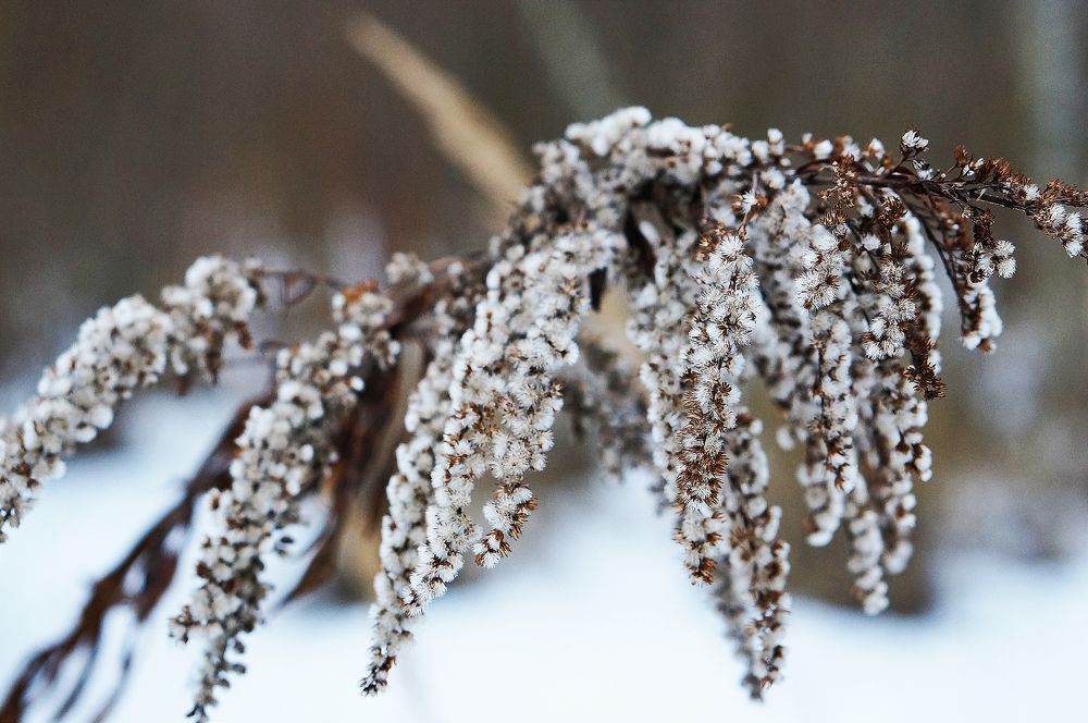 WILD PLANT  ЗИМНИЙ СУХОСТОЙ