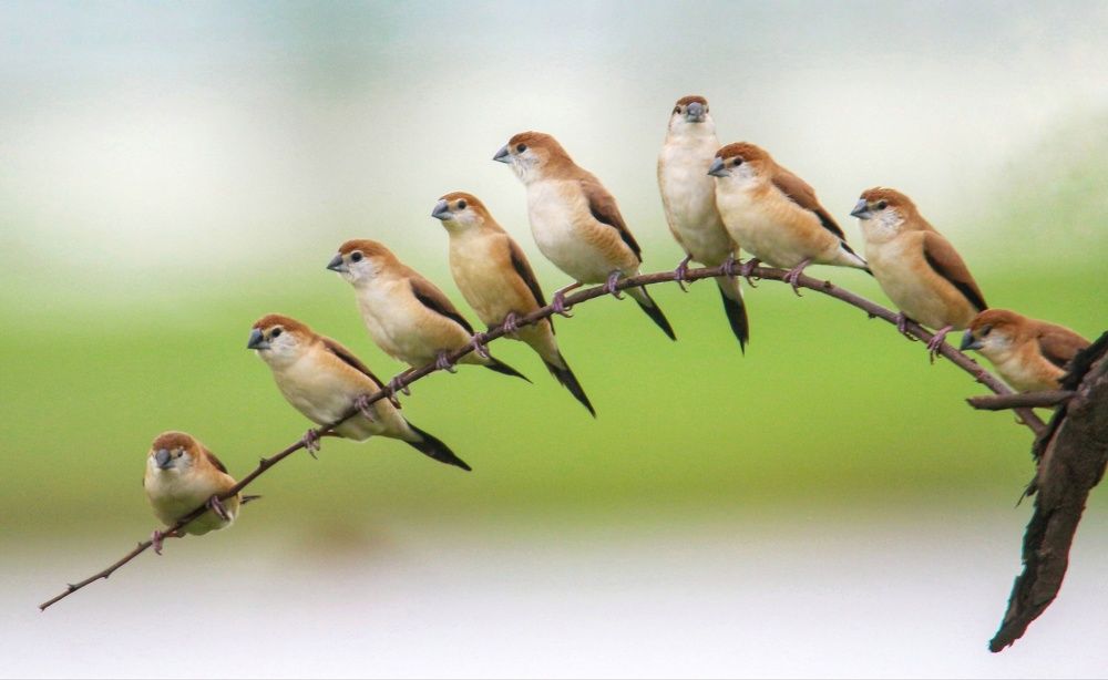 Silver Bill Bird In One Frame