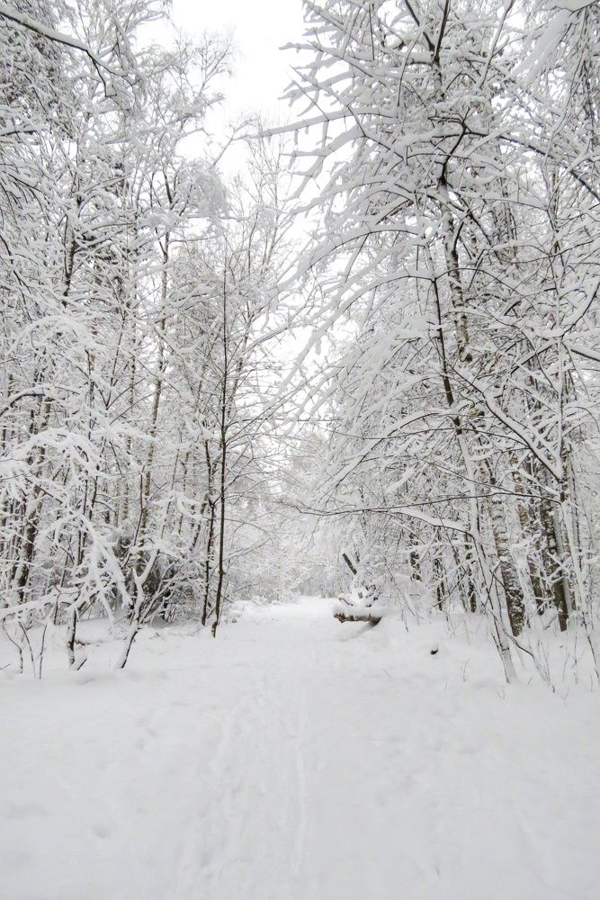 Зимняя тропа