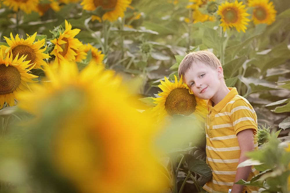 Свидание в подсолнухах