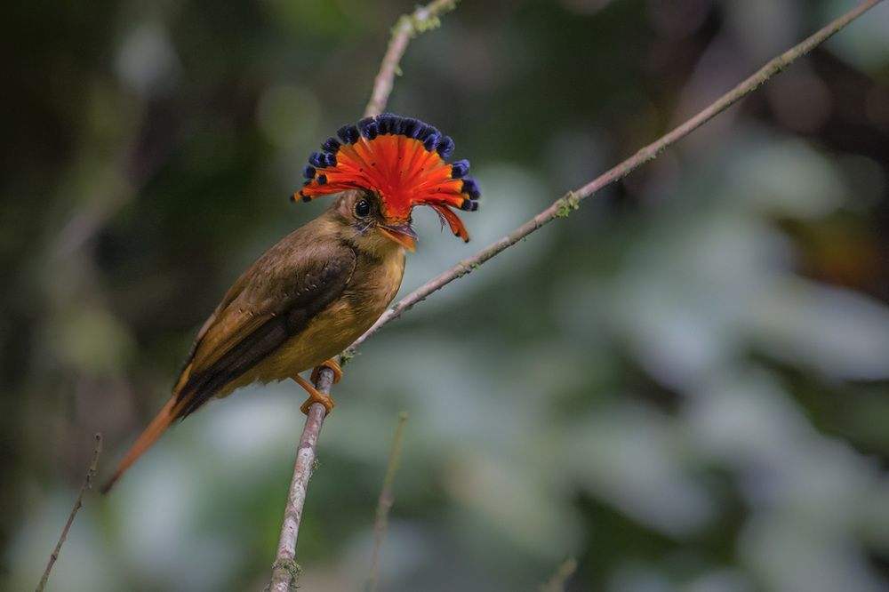 Atlantic Royal Flycatcher