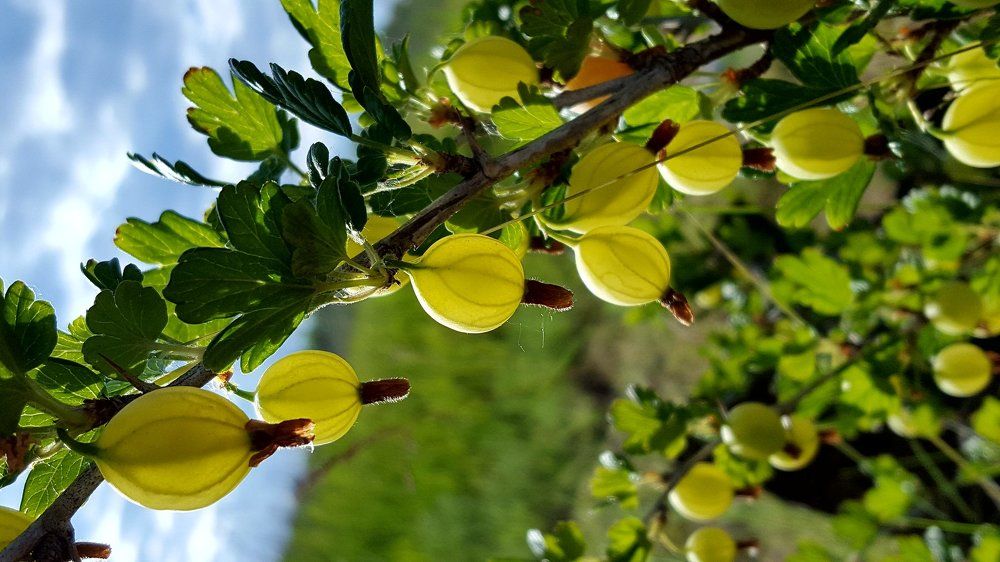 Крыжовник летним вечером